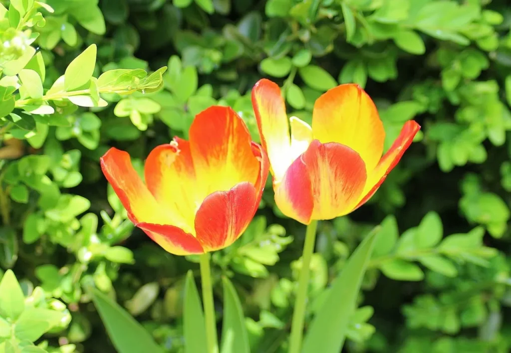 Understanding the Signs of Menopause Depression